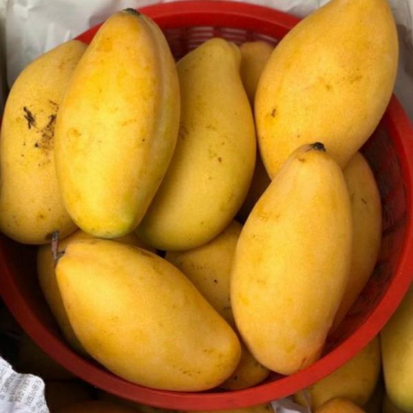 Mangga Susu (1 KG )